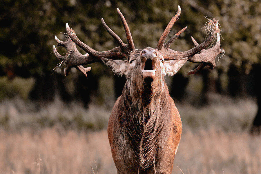 Rancho-Salvaje-Safaris-Big-Game