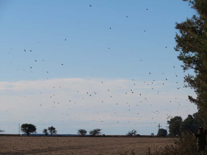 Rancho-Salvaje-Safari-Hunting-Argentina-Dove-Hunting-3a