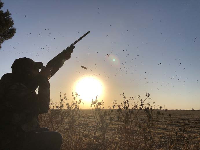 Rancho-Salvaje-Safari-Hunting-Argentina-Dove-Hunting-9