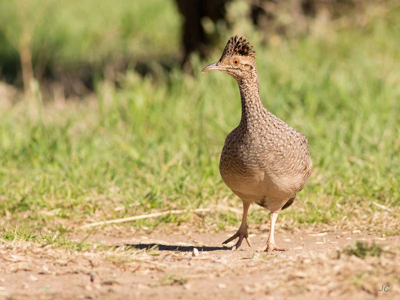 Foret-Partridge