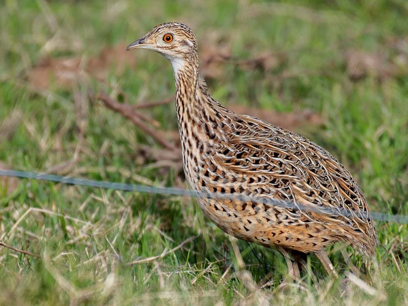 Partridge