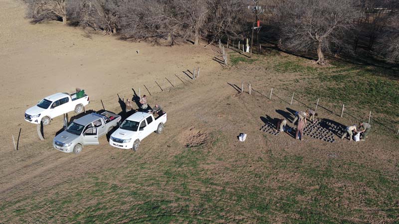 Rancho-Salvaje-Safari-Hunting-Argentina-Pigeon-3