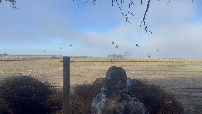 Rancho-Salvaje-Safari-Hunting-Argentina-Pigeon-10