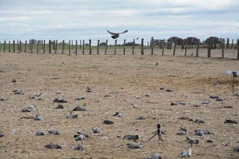 Rancho-Salvaje-Safari-Hunting-Argentina-Pigeon-4a