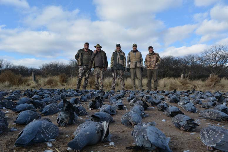 Rancho-Salvaje-Safari-Hunting-Argentina-Pigeon-3a
