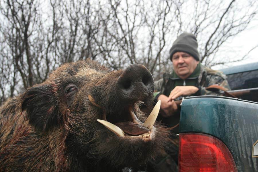 Rancho-Salvaje-Safaris-Wild-Boar-5