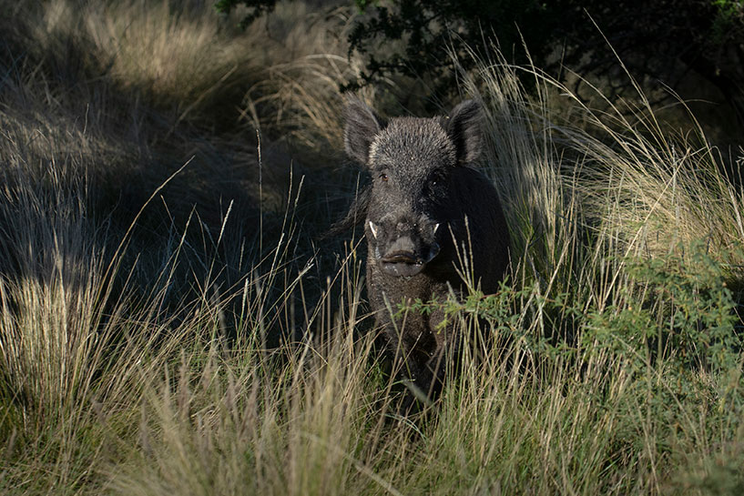 Wild-Boar